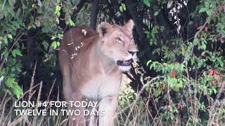 Will I Love a Safari in Maasai Mara [upl. by Hannala818]