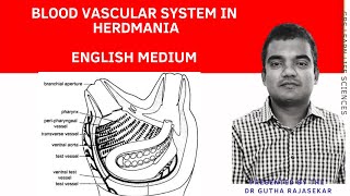 Herdmania blood vascular systemHerdmania circulatory system [upl. by Ausoj]