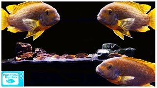 Rusty Cichlid Care and Breeding A Mellow Mbuna Cichlid [upl. by Jueta]