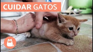 Cómo cuidar un GATO CACHORRO [upl. by Hess233]