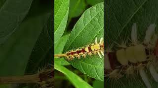 Painted pine moth caterpillar  Orgyia australisviralvideoagriSoyabean😢 [upl. by Humbert]