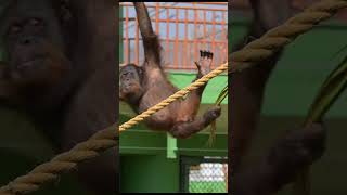 Chimpanzee Climbing on a Rope Incredible Footage [upl. by Bortz]