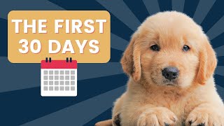 The First 30 Days A DaybyDay Guide to Your New Puppy [upl. by Rodrigo497]