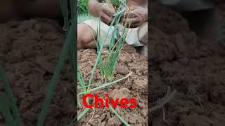 Chives gardening youcandoitgardening chives novemberrain farming farmer agriculture [upl. by Nyvlem]