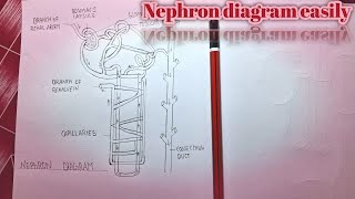 Nephron diagram bnaye very easy trik [upl. by Nagoh]