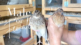 HOW TO TELL MALE FROM FEMALE QUAIL Let me show you two ways to know [upl. by Waligore]