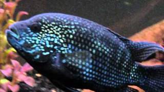 75 Gallon  American Cichlid Tank  Male Jack Dempsey [upl. by Arrak]