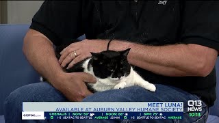 Meet Luna A super adoptable pet at Auburn Valley Humane Society [upl. by Yrocal]