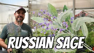 Russian Sage The Most Popular Perennial [upl. by Aile]