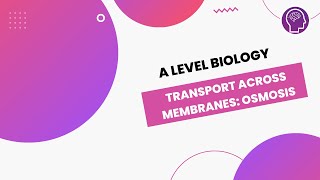 Transport Across Membranes Osmosis  A Level Biology  OCR AQA Edexcel [upl. by Salamanca206]