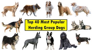 Top 40 Herding Group Dog Breeds [upl. by Jamila]