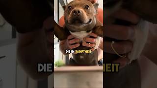 Dieser Mistkerl ist der Staffy hunde süß tierliebe staffy [upl. by Drapehs105]