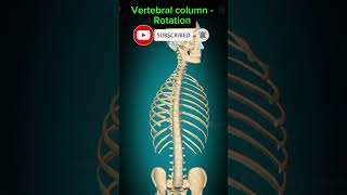 Vertebral column  Rotation anatomy shorts medical viralshorts viralshort [upl. by Relyc]