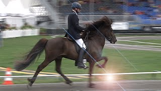 Divar från Lindnäs Breeding WC Icelandic Horses IslandpferdeWM VM 2013 [upl. by Ileana682]