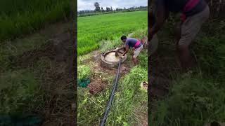 Applying waste decomposer solution to paddy wastedecomposer paddy organicfarming farmlife farm [upl. by Oremar]