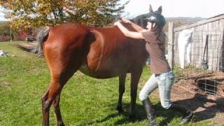 Learn how to JumpMount onto your horse from the ground Bareback [upl. by Prudhoe]