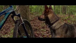 Max 2015 Belgian malinois vs 2 Rottweiler’s [upl. by Humfrey]