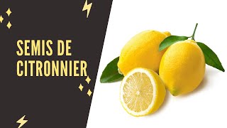 Comment réussir un semis de citronnier [upl. by Hau]