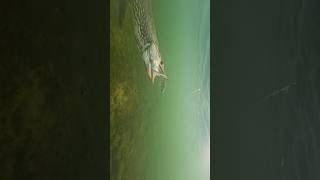 How many different pike can you see  pike fishing underwaterworld [upl. by Seilenna]