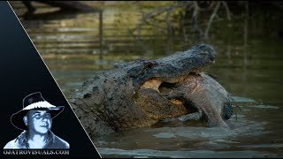 Alligator Eats Fish 01 Footage [upl. by Ahtanoj]