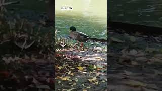 El aleteo patuno mueve la hojarasca El pato se aleja del agua y se para bajo un árbol [upl. by Yelhsa]