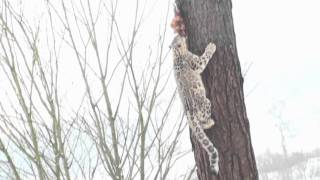 Snow Leopard climbing tree HD [upl. by Akenat12]