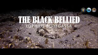 Project Based  Lophius Budegassa [upl. by Ateuqirne]