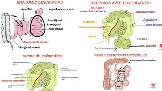 anatomie du jéjunoiléon jéjunum et ileum morphologie rapports vascularisation innervation [upl. by Lebazi]