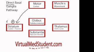 Basal Ganglia Direct Pathway [upl. by Hoshi]