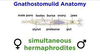 Phylum Gnathostomulida Jaw Worms [upl. by Hadwyn]