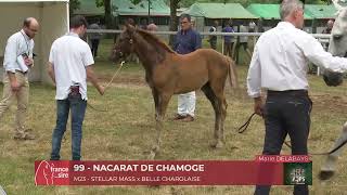 Lot 99 NACARAT DE CHAMOGE Chaser Day 2023 [upl. by Agon251]