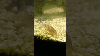 Cory cat fish swimming bought at Pet World [upl. by Misab]