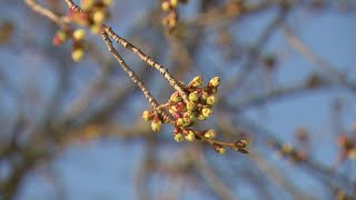 DC Cherry Blossoms Peak Bloom Forecast Almost Here  FOX 5 DC [upl. by Refinnaej838]