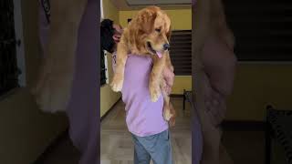 Mere ghar ka shota bcha 👨‍🍼viralvideo doglover youtubeshorts cute trending [upl. by Anidan]