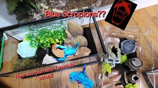 NEW Scorpion and Tarantula Enclosure set ups [upl. by Ayital641]