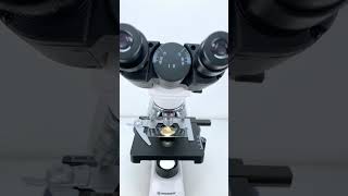 Rice balls magnified 400 times are seriously cool underthemicroscope microscope scienceshorts [upl. by Ahsekad]