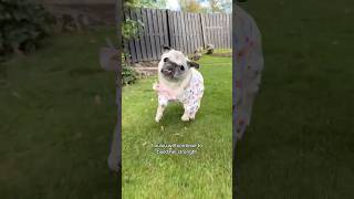 LOULOU UPDATE ❤️‍🩹 Things are looking up for this BRAVE puggy 🥰💪🏼 pug dog [upl. by Anauj14]