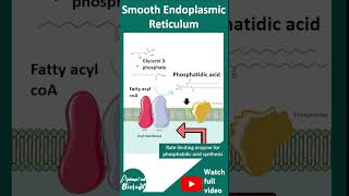 Smooth endoplasmic reticulum  SER shorts  SER and its functions  1minute cell bio [upl. by Thorley]