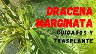 Drácena Marginata Cuidado y trasplante de esta bonita planta de interior [upl. by Donielle]