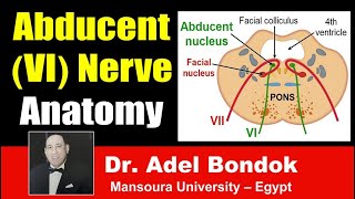 Abducent VI Nerve Clinical Anatomy Dr Adel Bondok [upl. by Inuat]