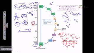 Electron flow in purple sulfer bacteria [upl. by Aurel674]