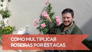 Como fazer mudas de roseiras por estaquia [upl. by Lamhaj]