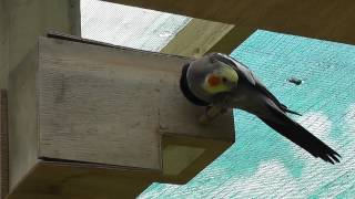 Cockatiel Singing to Turquoisine in nesting box  The Pheasantasiam [upl. by Ecyla]