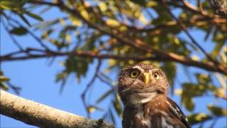 Caburé Glaucidium brasilianum [upl. by Torey63]