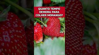 QUANTO TEMPO DEMORA PARA COLHER MORANGO horta plantar hortaemvaso [upl. by Dihgirb507]