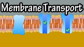 Cell Membrane Transport  Transport Across A Membrane  How Do Things Move Across A Cell Membrane [upl. by Merridie378]