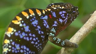 Live Fast Die Young Labords Chameleon  Madagascar  BBC Earth [upl. by Atterrol]