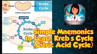 Simple Mnemonics to learn Krebs Cycle  Citric Acid Cycle  TCA Cycle  Biology  Class 11 [upl. by Becca]