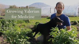 Valerian Growing with Herbalist Ross Hennessy [upl. by Nairot]