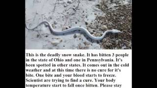 deadly snow snake [upl. by Thayer]